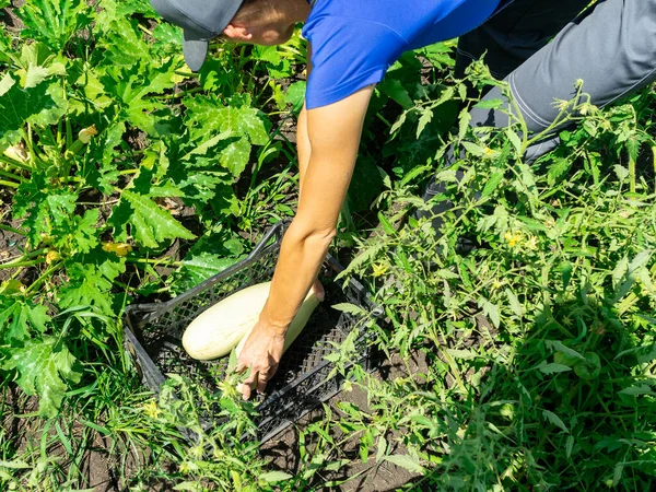 Donna Raccogliendo Zucchine Nel Suo Giardino Mettendoli Cesto — Foto Stock