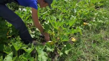 Bahçesinde kabak hasat eden ve onları sepete koyan bir kadın..
