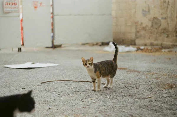 Katze Auf Der Straße — Stockfoto