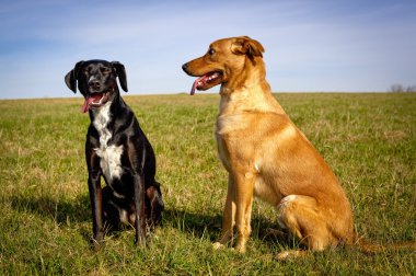 Alan nefes nefese oturan iki tatlı köpek