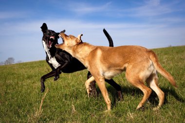 Alanında mücadele iki hırıltılı köpekler play