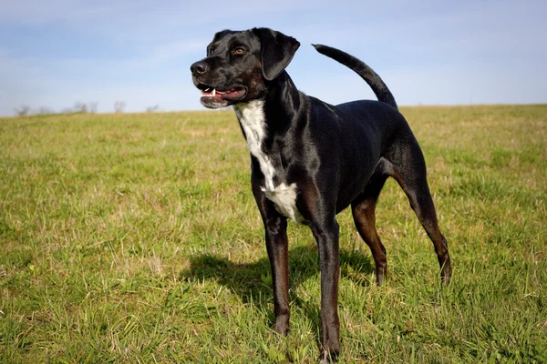 Cute black dog standing in field looking left and alert — Stock Photo, Image