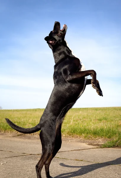 Μαύρο σκυλί στέκεται στα πίσω πόδια — Φωτογραφία Αρχείου