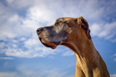 Fawn great Dane profile looking left with blue sky clipart