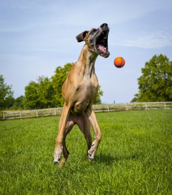 Silly great Dane reaching for orange ball in mid air, facing right clipart
