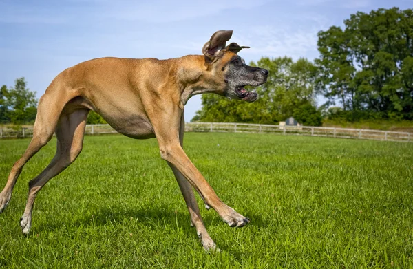 Silly great Dane running towards right — Stock Photo, Image