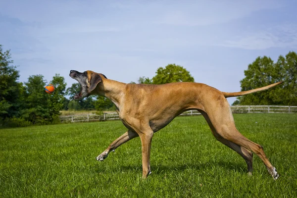 Great Dane gerichte links met mond open voor oranje bal in medio lucht te bereiken — Stockfoto