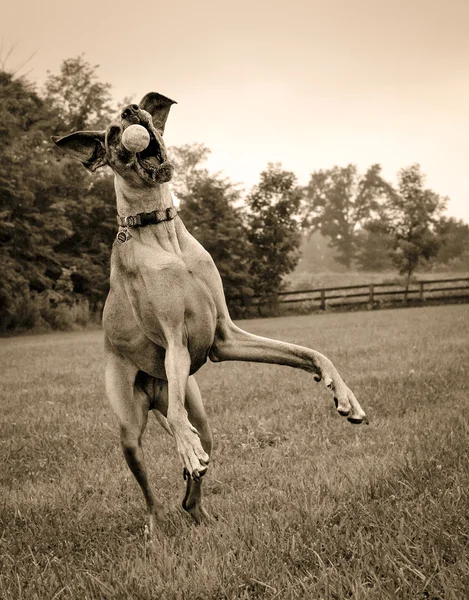 Great Dane leaping for ball in sepia — Stock Photo, Image