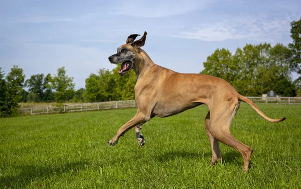 Tonta gran danesa corriendo a la izquierda en el campo verde —  Fotos de Stock