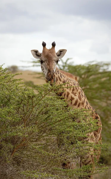 Giraffe leaning over bush looking at viewer — Stock Photo, Image