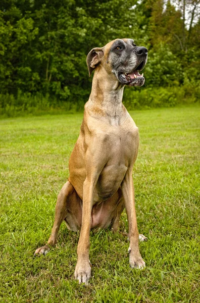 Great Dane sentado no campo verde olhando para a direita — Fotografia de Stock