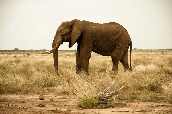 Lone bull elephant in wilderness — Stock Photo, Image