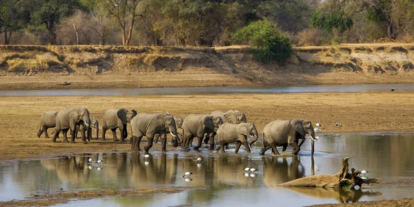큰 코끼리 무리 잠비아에서 건너 강 스톡 사진