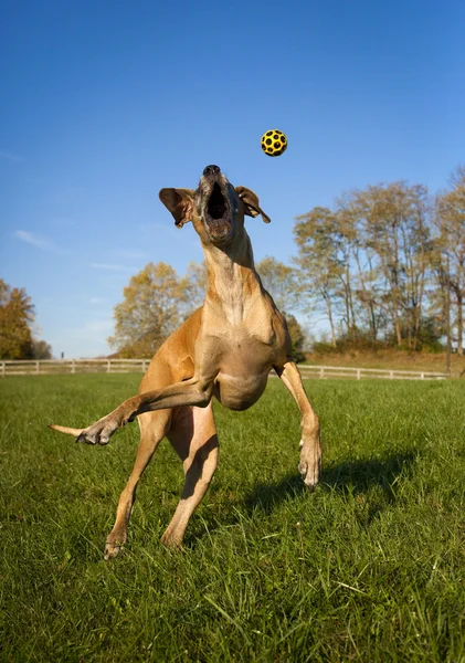 Dom great Dane proberen te vangen gele bal in medio lucht Rechtenvrije Stockafbeeldingen