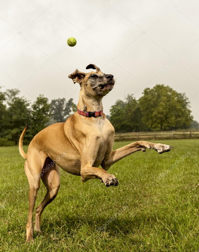 Great Dane awkwardly missing tennis ball