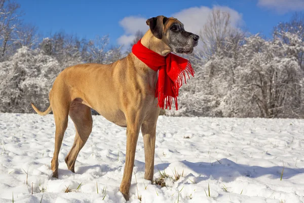 Great Dane with red scarf standing in snow — Stock Photo, Image