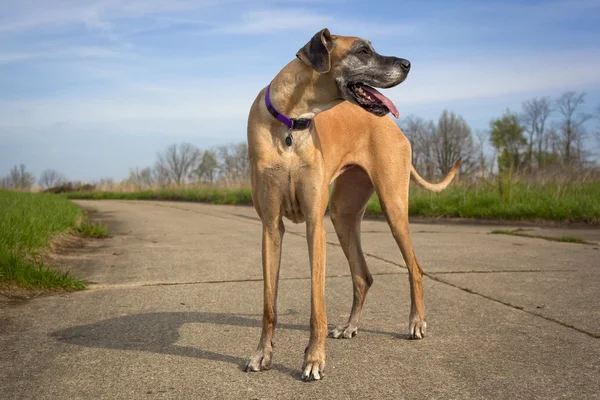 Great Dane olhando para a direita e ofegante — Fotografia de Stock