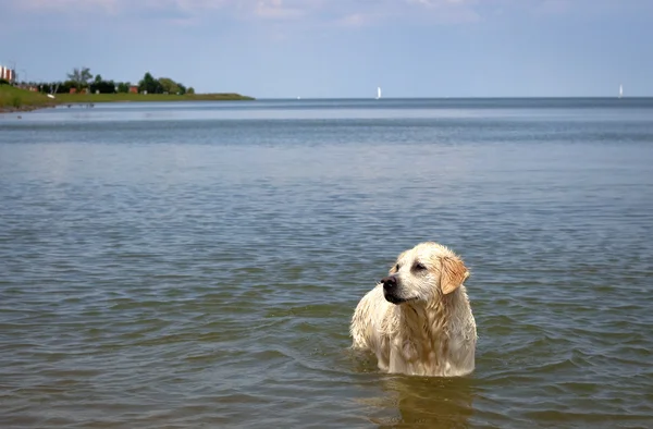 Labrador retriever in water op zoek links in Holland — Stockfoto