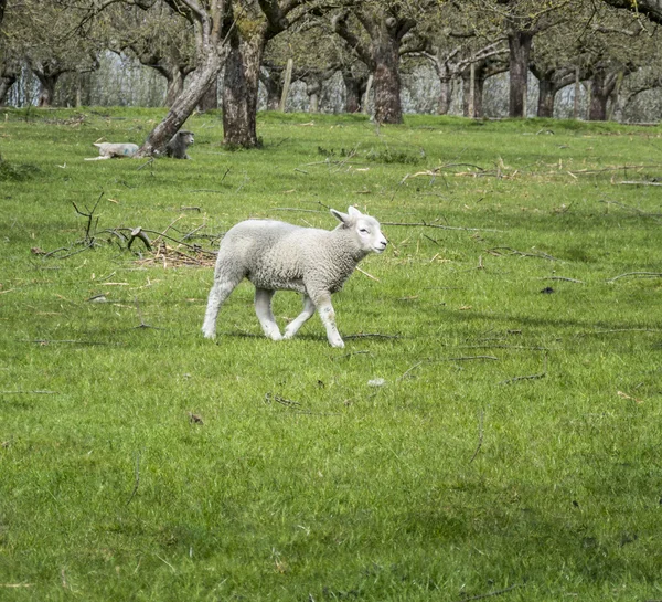 フィールドの羊 — ストック写真