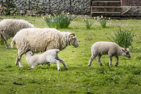 Ewe Feeding a Lamb — Stock Photo, Image