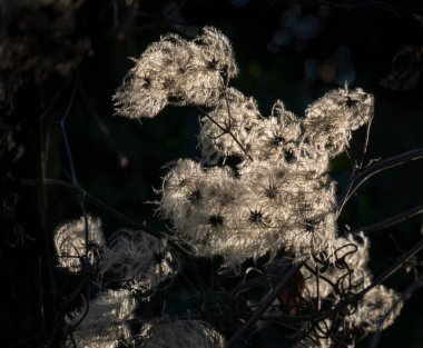 Yaşlı Adam Sakalı Clematis Vitalba ya da Gezginler Güneş Işığında Neşe