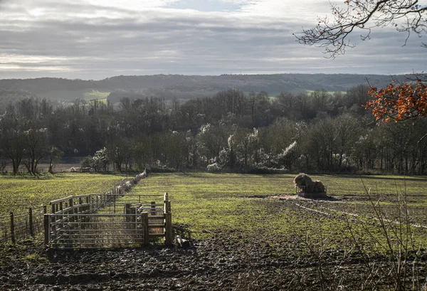 View Cattle Feeder Sheep Pen Field Medway Valley — Stock Photo, Image