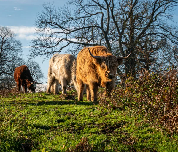 Highland Cows Grazing Kent Countryside — Stock Photo, Image