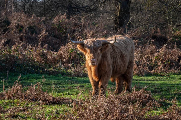 Eine Hochlandkuh Auf Dem Land Kent Großbritannien — Stockfoto