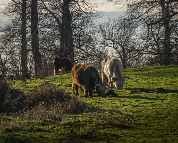 Hochlandkühe Auf Der Weide Kent Großbritannien — Stockfoto