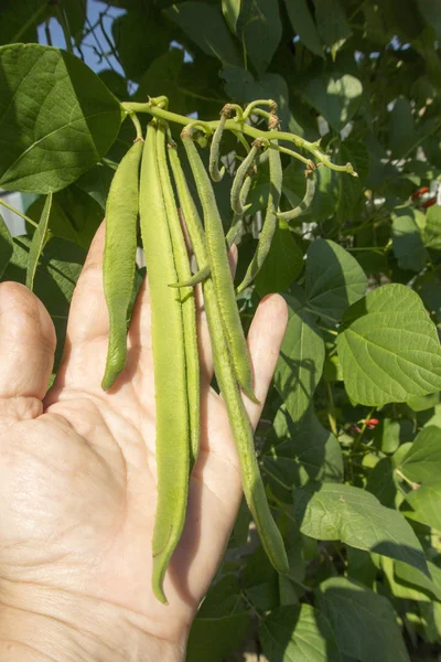 Runner Beans in hand — Stock Photo, Image