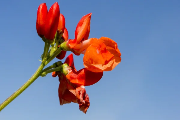 Pronkboon bloemen — Stockfoto