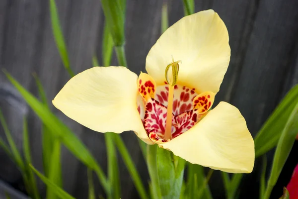 Gele Tigridia (Tigridia pavonia) — Stockfoto