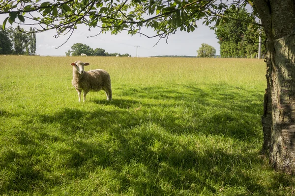 Овцы, стоящие под деревом — стоковое фото