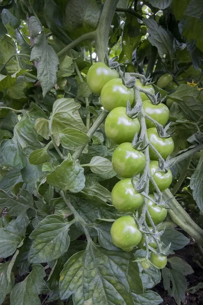 Green Tomatoes Growing — Stock Photo, Image