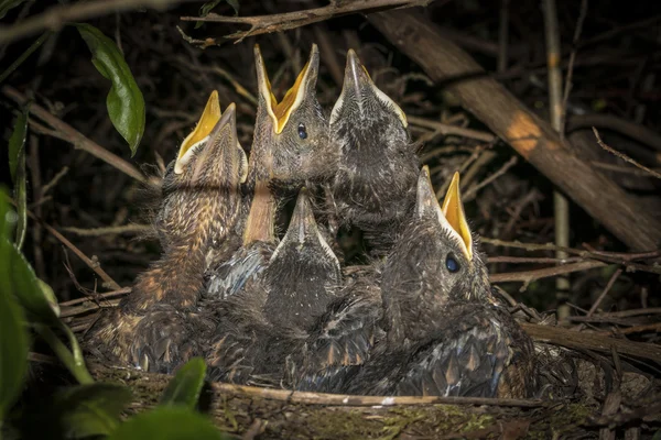 Blackbird ungarna i boet — Stockfoto