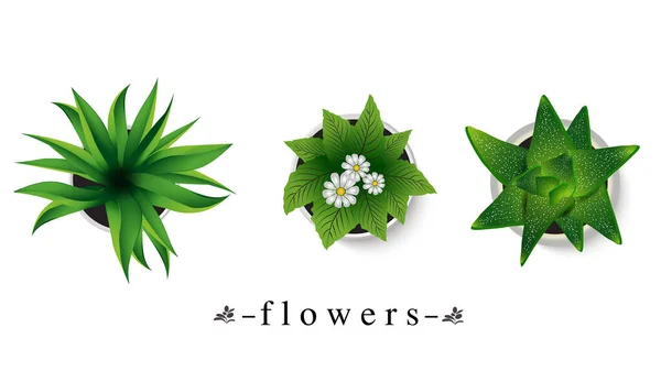 Vektorové znázornění zelených rostlin v květináčích na bílém pozadí. EPS 10. — Stockový vektor