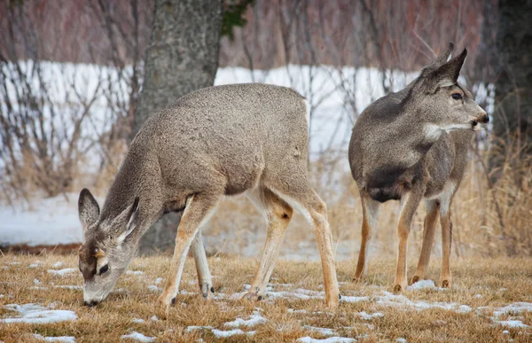 Jeunes cerfs de printemps — Photo