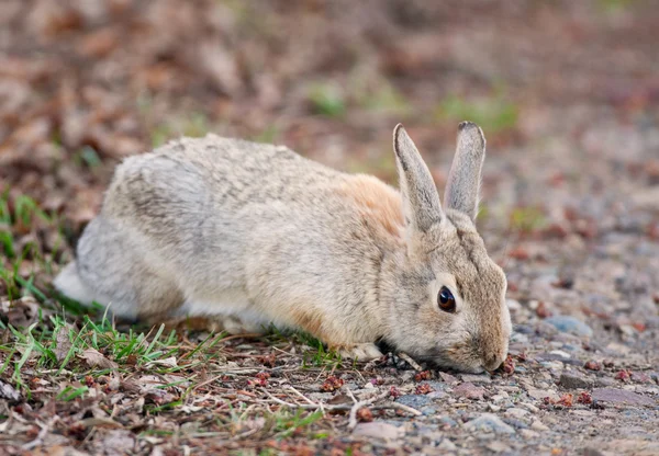 Wildkaninchenessen Stockbild