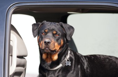 Rottie in a Truck clipart