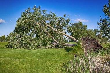 Golf Sahası fırtınanın zarar