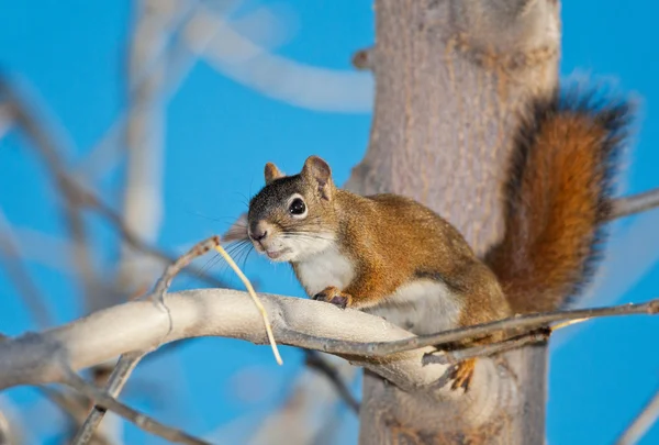 Red Squirrel in Tree — Stock Photo, Image