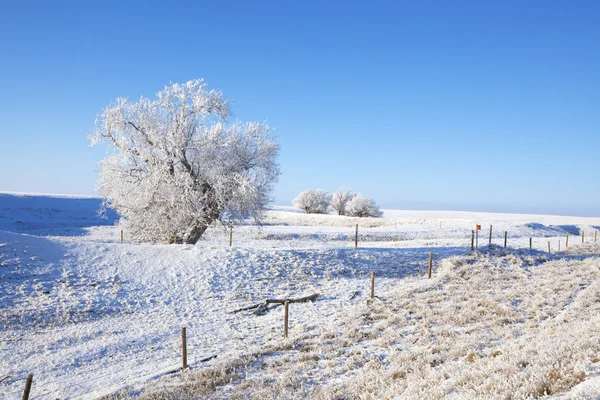 Frosty sur de Alberta — Foto de Stock