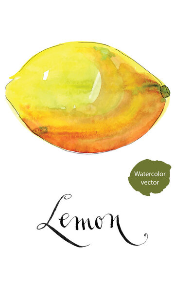 Lemon fruit hand drawn, watercolor vector Illustration