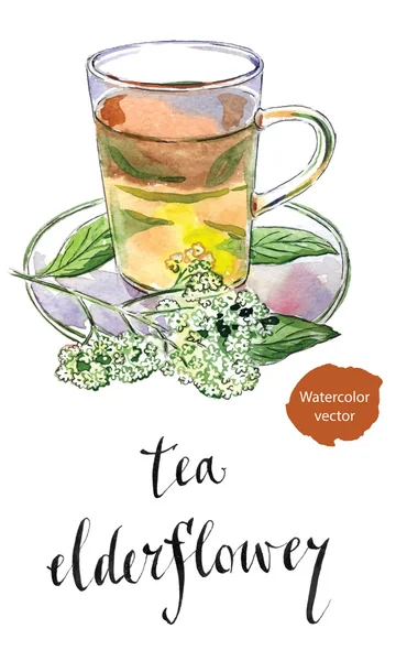 Té de flor de saúco ("Sambucus nigra") en taza de vidrio con flor de saúco — Vector de stock