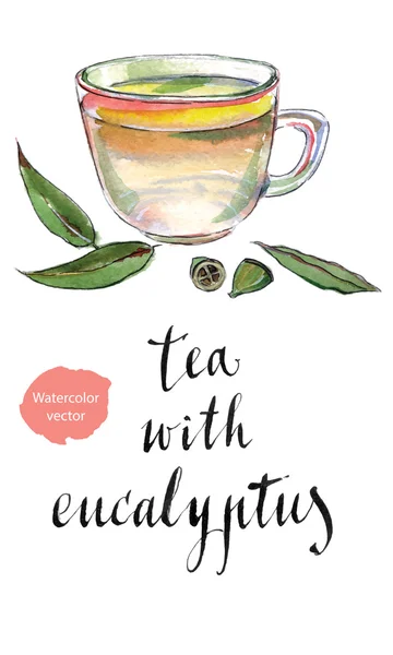 Eucalyptus bladeren en kruiden thee — Stockvector