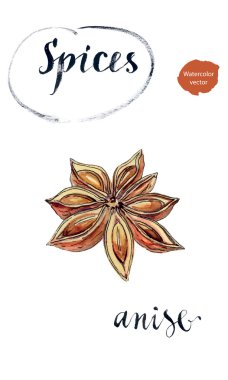 Yıldız anason baharat meyve ve tohum