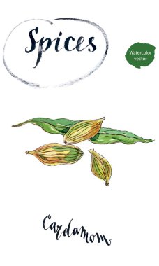 Yeşil kakule, elle çizilmiş - suluboya vektör çizim