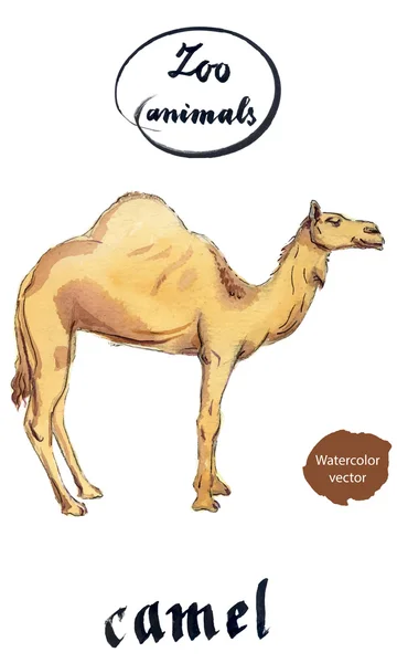 Arabian Dromedary Camel - Stok Vektor