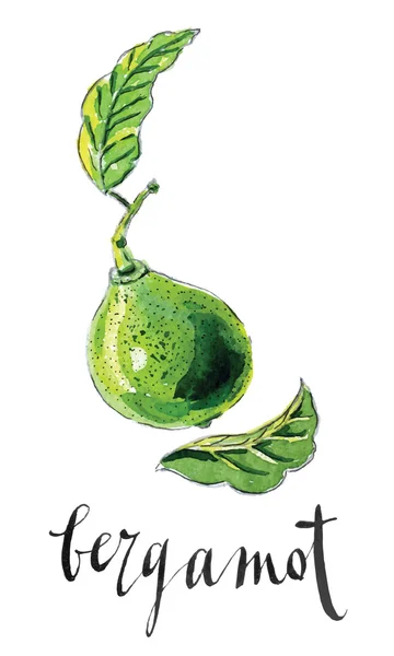 Aquarell Bergamotte ", Kaffir-Limette" — Stockvektor