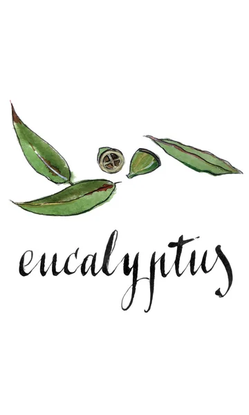 Acuarela hojas de eucalipto — Vector de stock